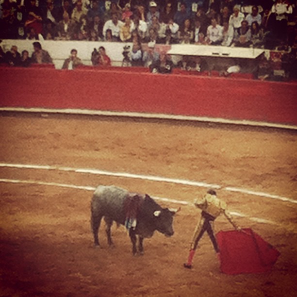 a bull stands next to a mata in a bullfight
