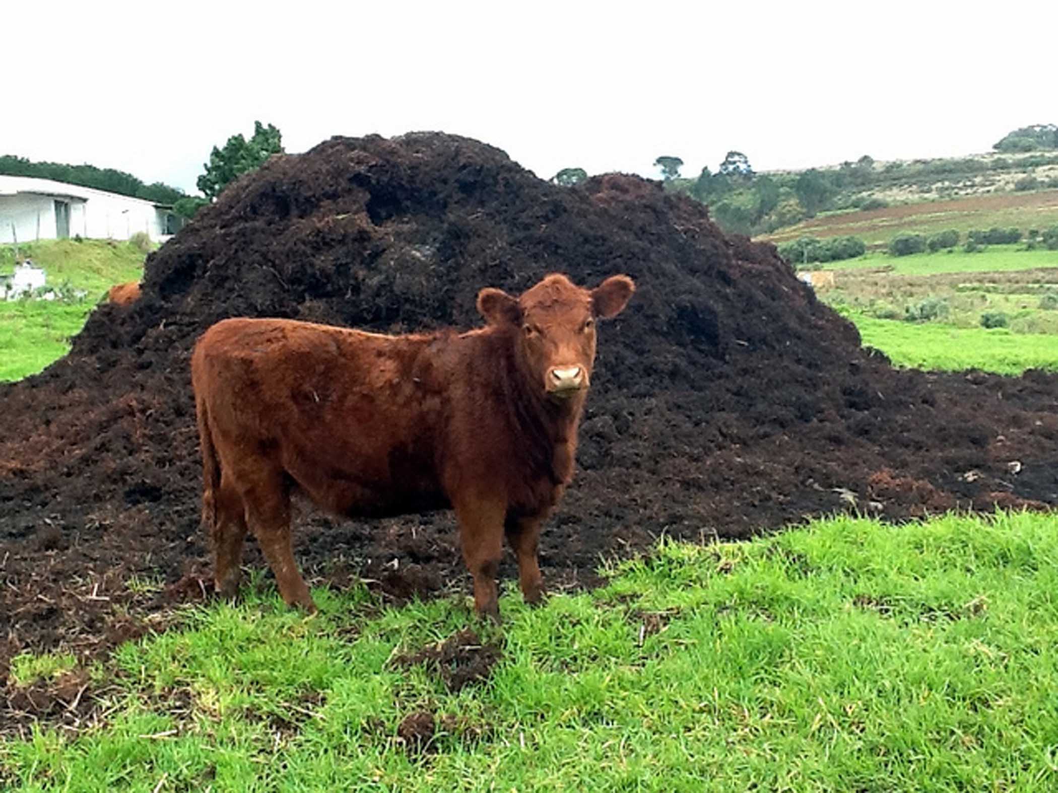 a brown cow standing in the middle of a large pile of dirt