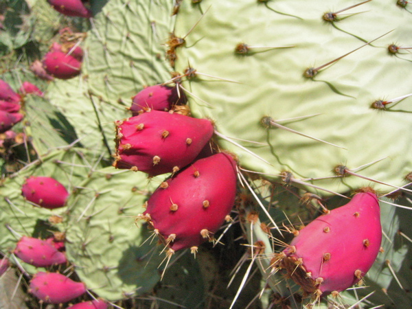 a bunch of pink prickes growing on a cactus