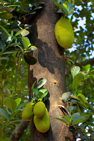 two pears are hanging from the trunk of a tree