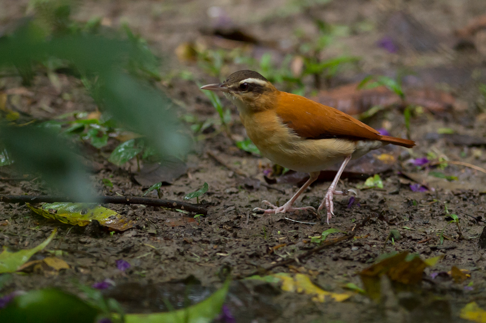 the bird is standing on the ground outside