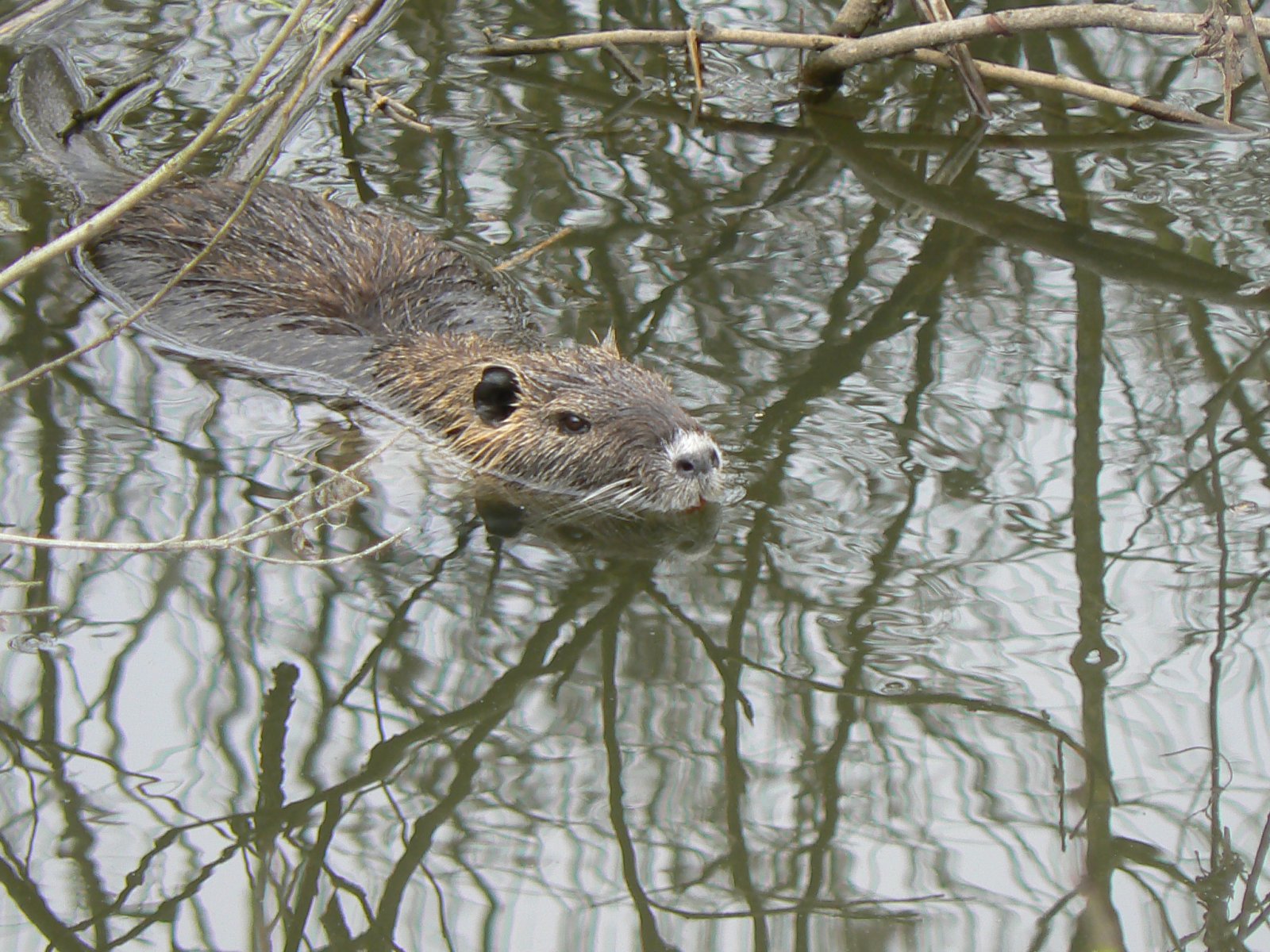 a beaver swimming in water with trees reflected in the water