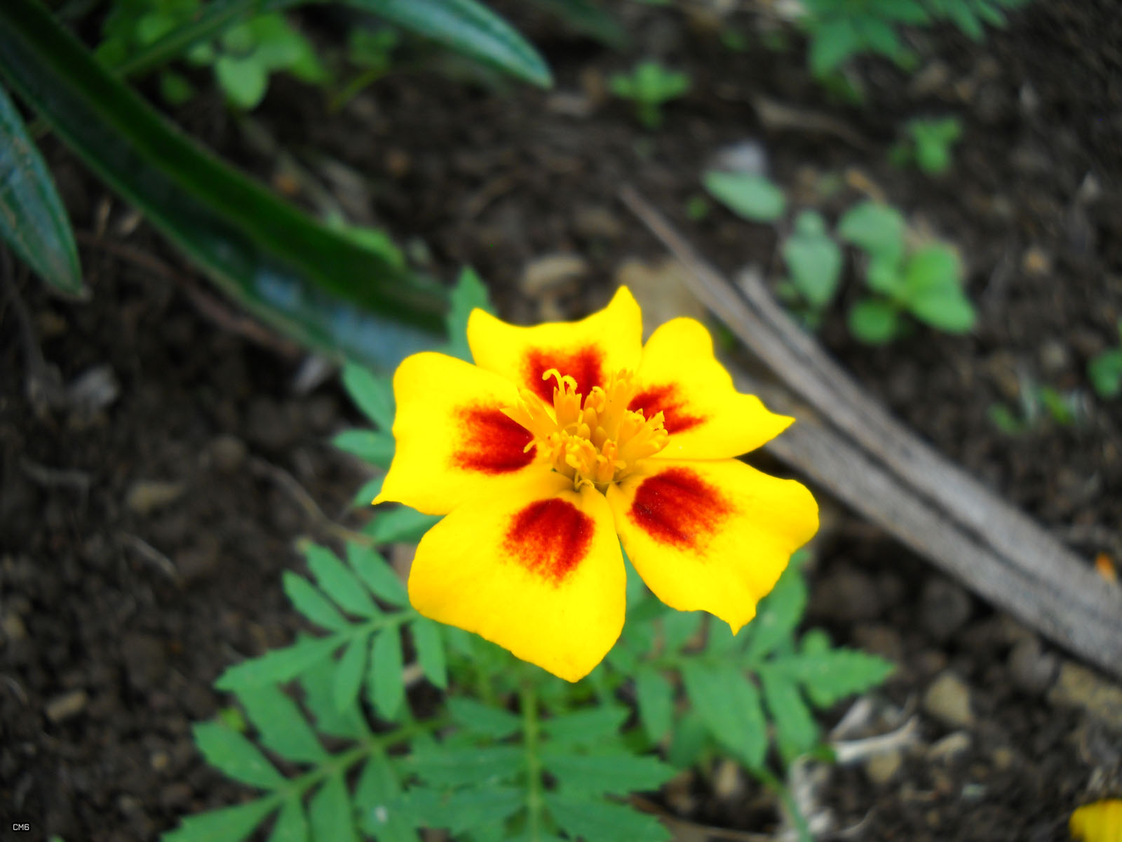 yellow and red flower next to green leaves in dirt