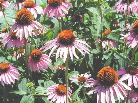 the flowers in the garden are very pink and brown