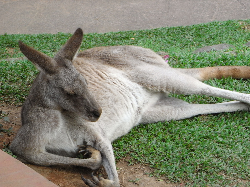 a kangaroo laying on the ground, it is sleeping