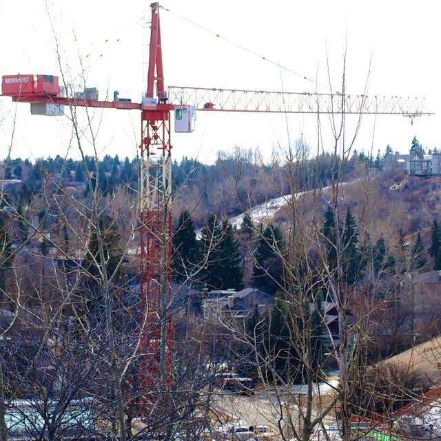 the crane is attached to a tree near the other trees