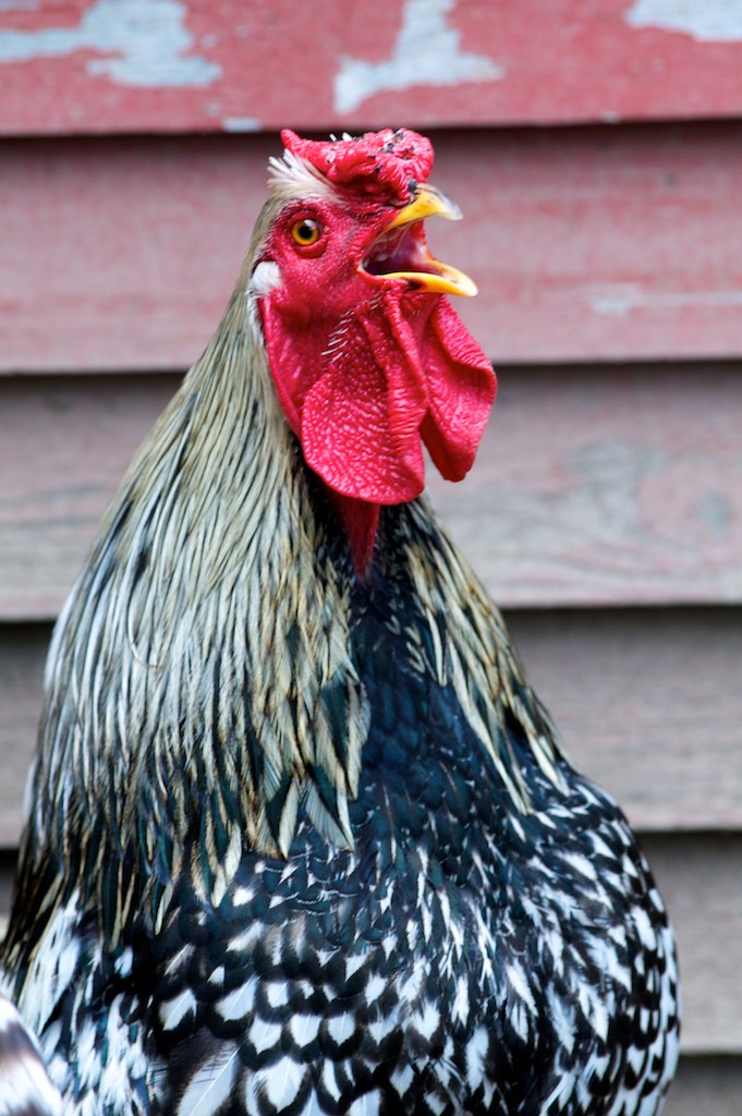 a black and white chicken standing in front of a red wall