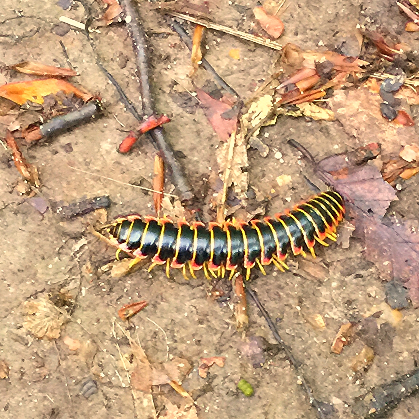 a black and red striped bug lays on the ground