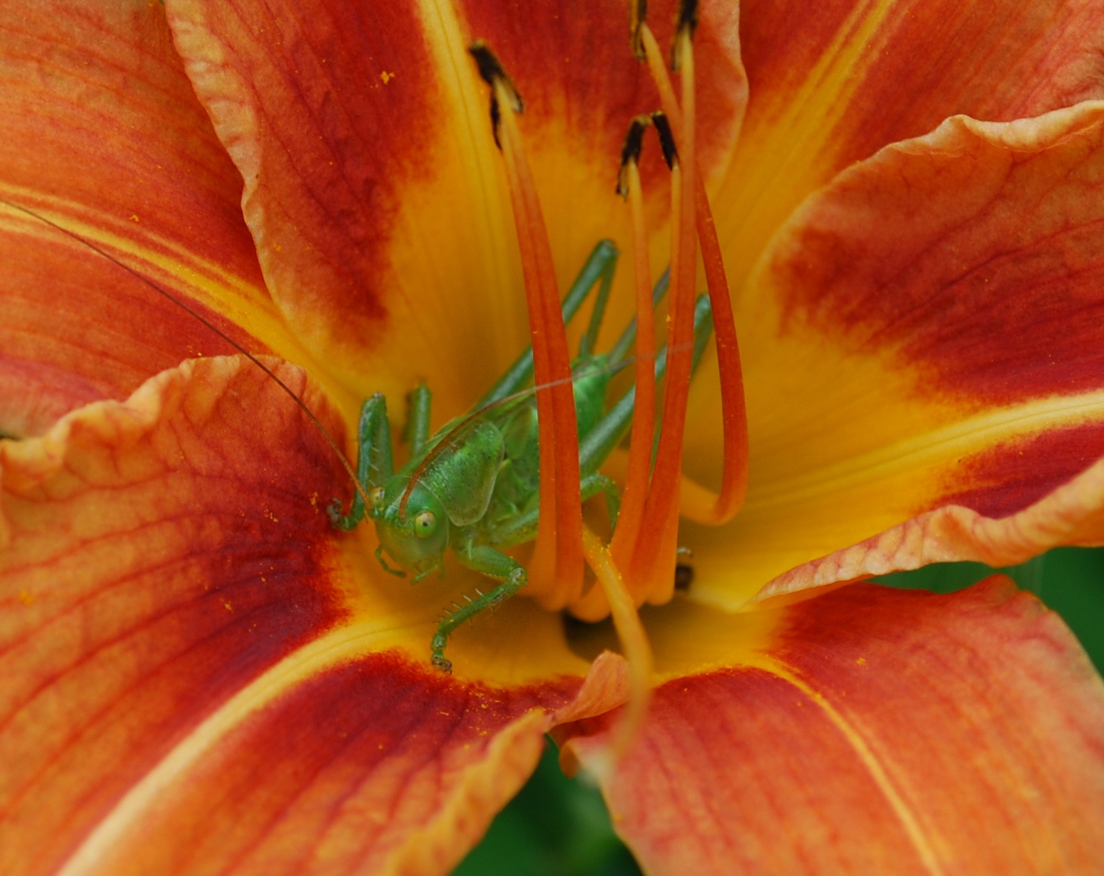 the small insect is sitting inside the large flower