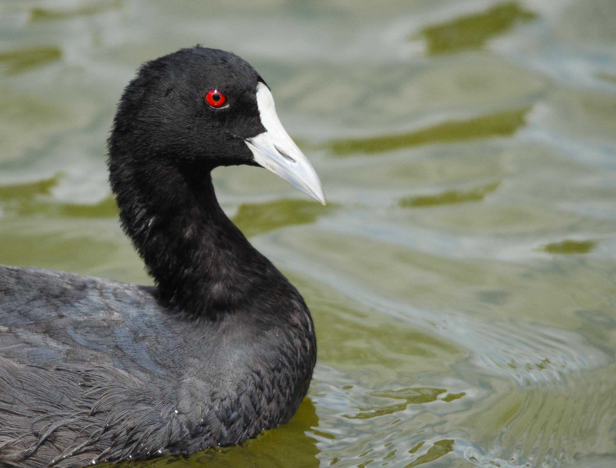 a black bird sitting in the water and it looks like he has red eyes