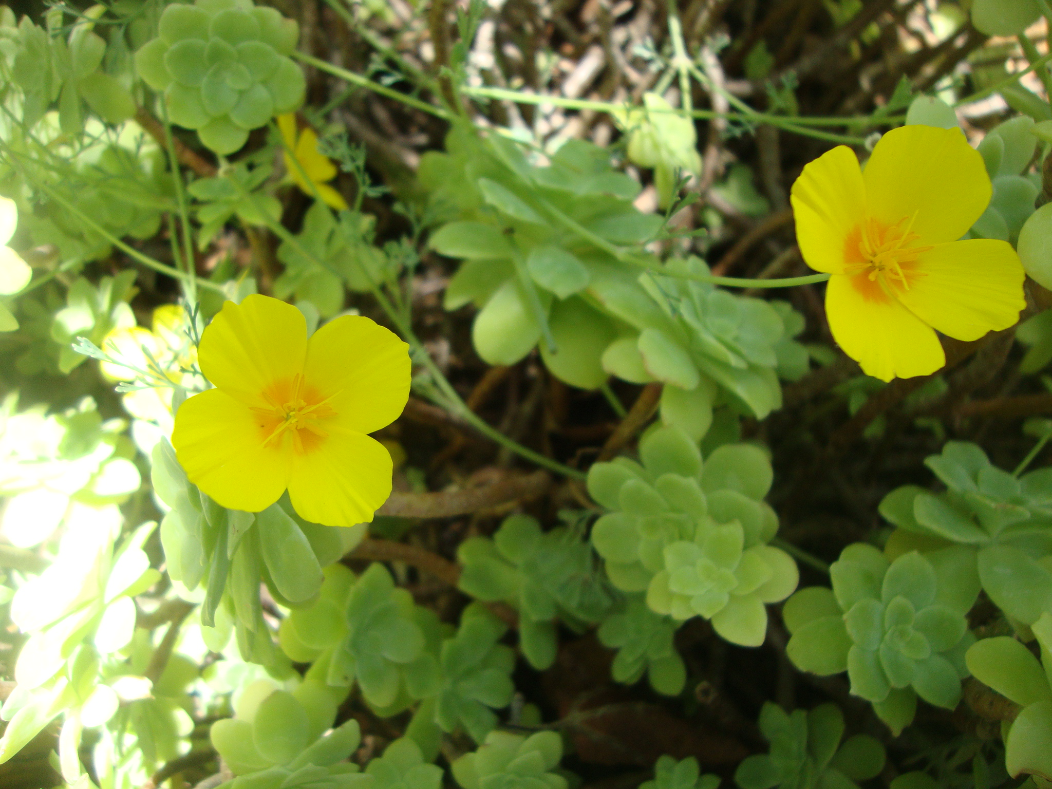 small yellow flowers with green leaves and sunshine light