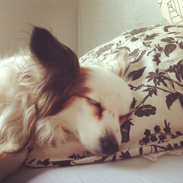 there is a dog sleeping on a pillow
