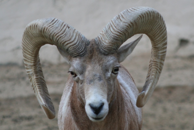 a ram standing in a dirt covered area next to a wall