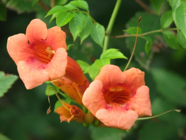 three orange flowers are hanging from a tree
