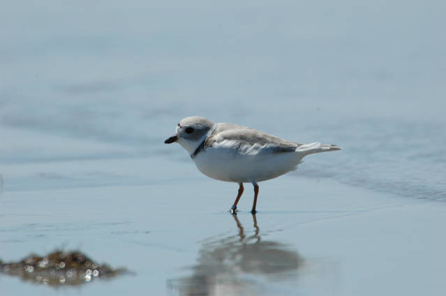 a white bird standing in water on the beach