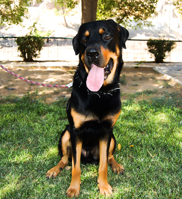 a large dog sitting in the grass with its tongue hanging out