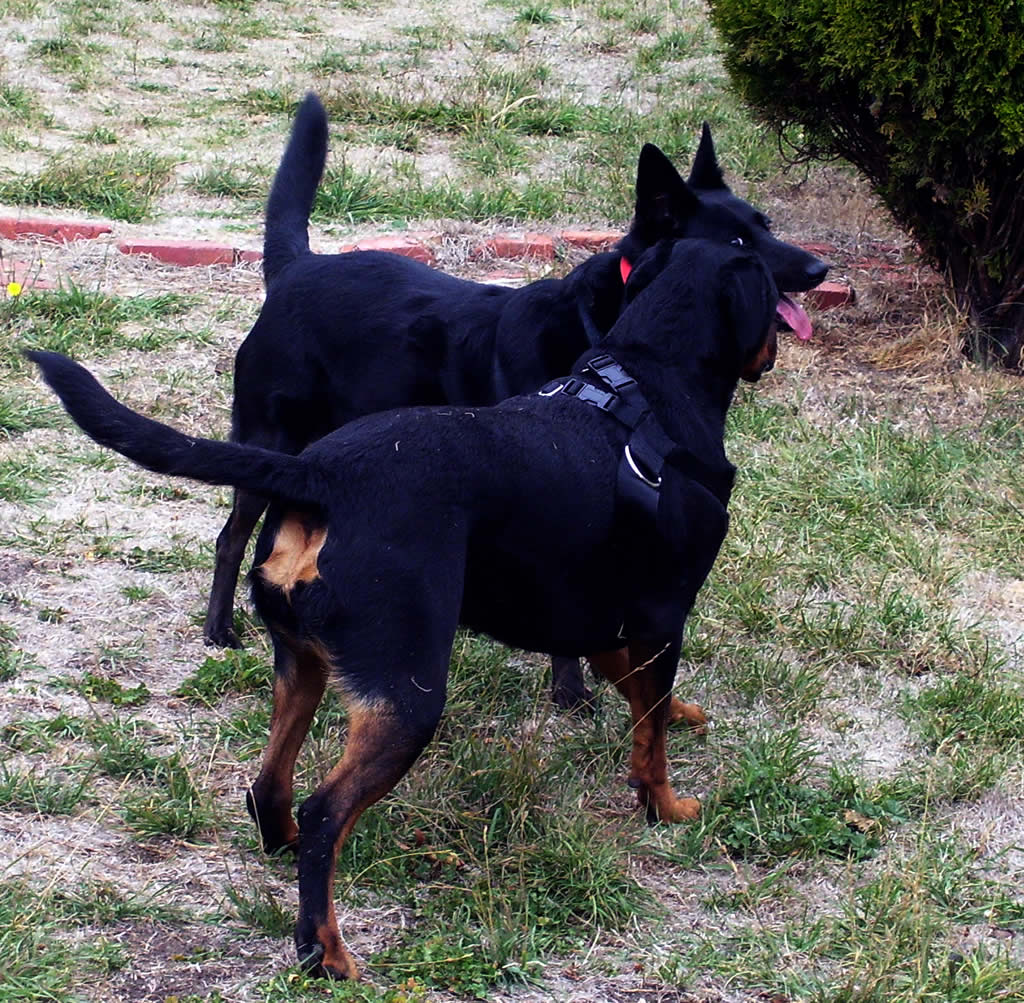 two dogs standing together in the grass outside