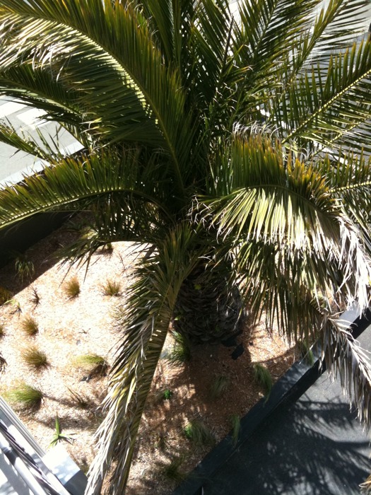 the potted palm tree has long leaves