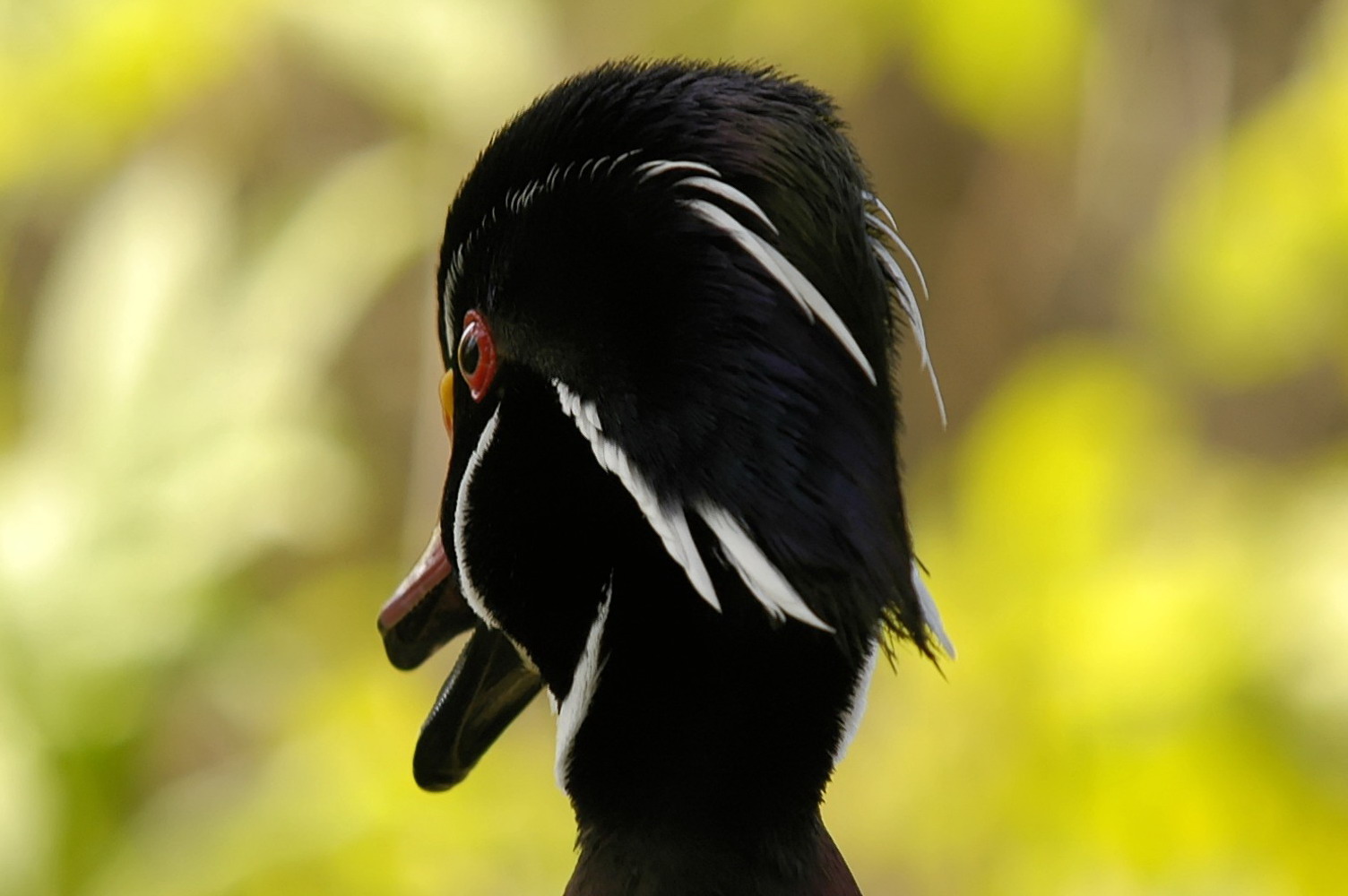 a close up po of a bird with black and white stripes