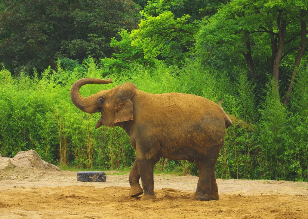 an elephant that is standing in the dirt