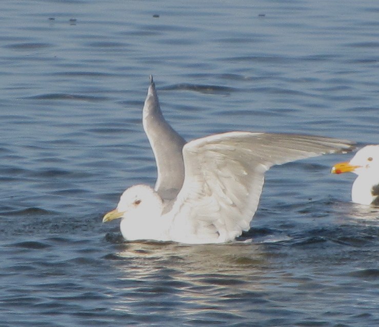 two seagulls are gliding over the water with their wings outstretched