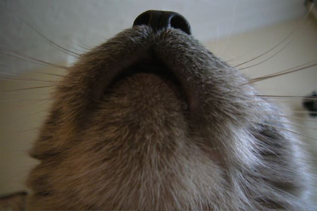 close up view of a cat's nose with long black ears
