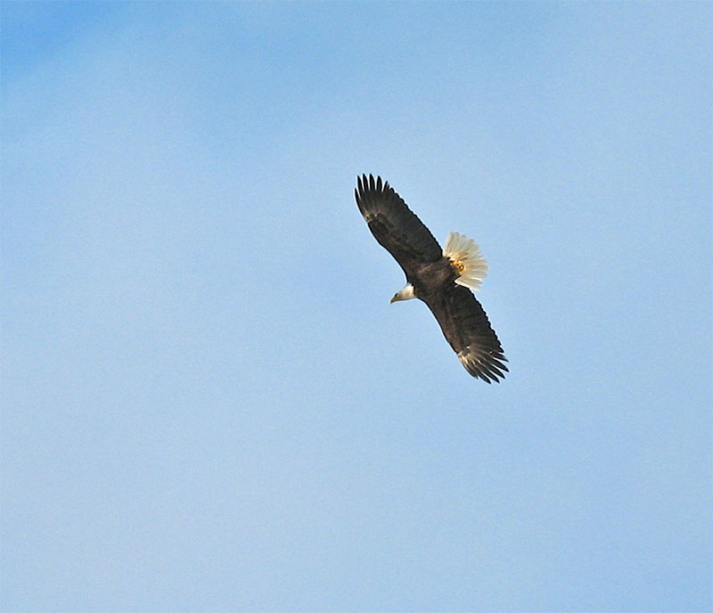 a large white and black eagle flying in the sky