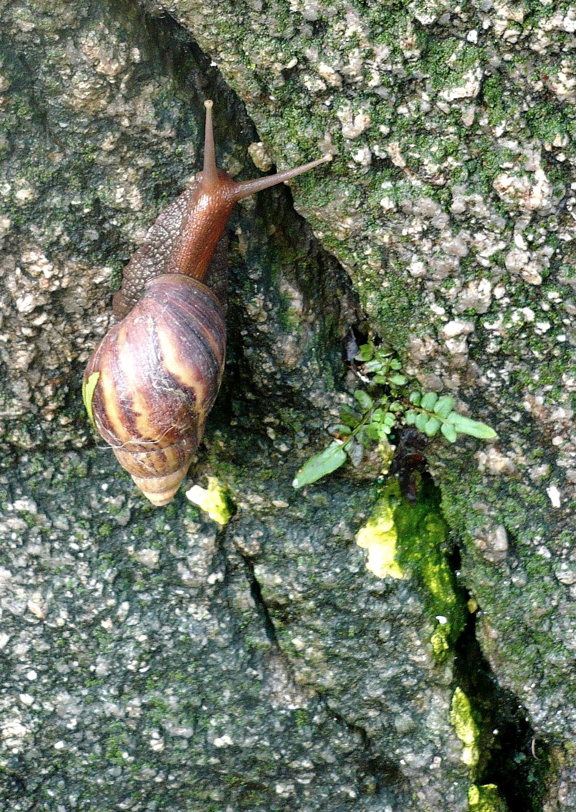 a snail is crawling down the side of a large rock