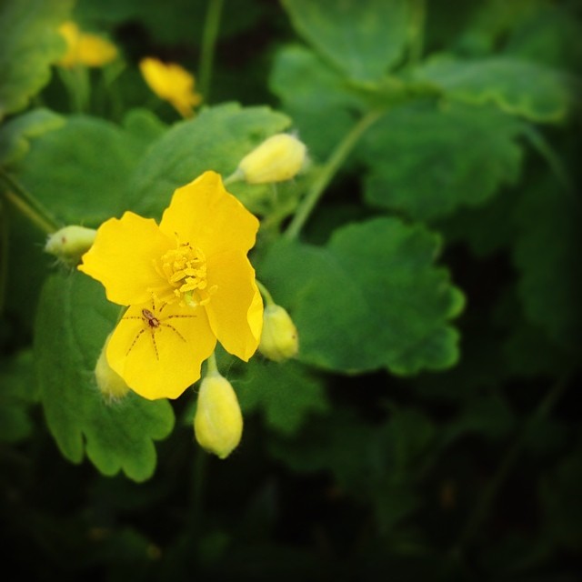 close up of yellow flowers with green leaves