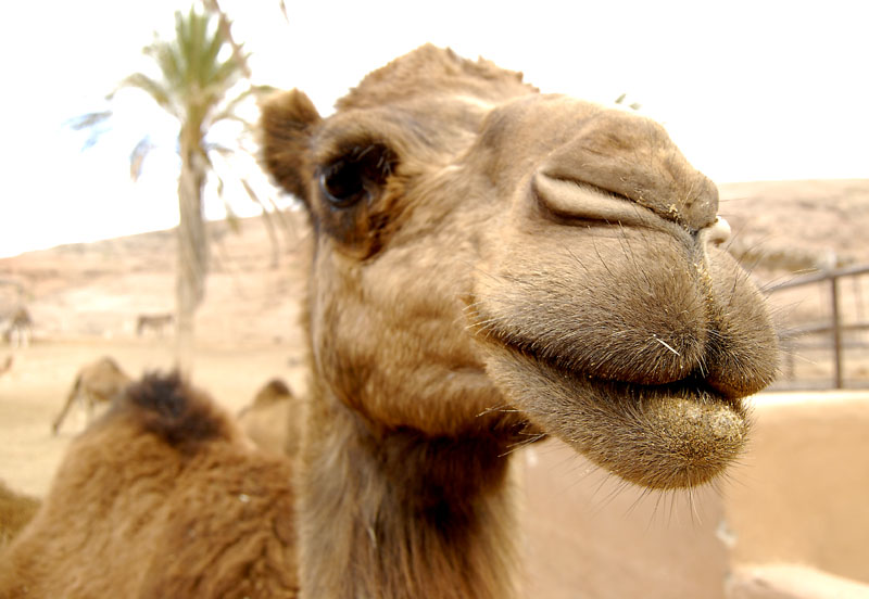 a close up po of a camel with the nose covered