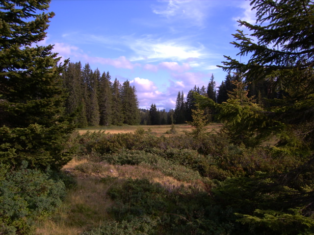an image of a landscape with trees in the background