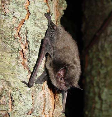 a bat hangs on the side of a tree