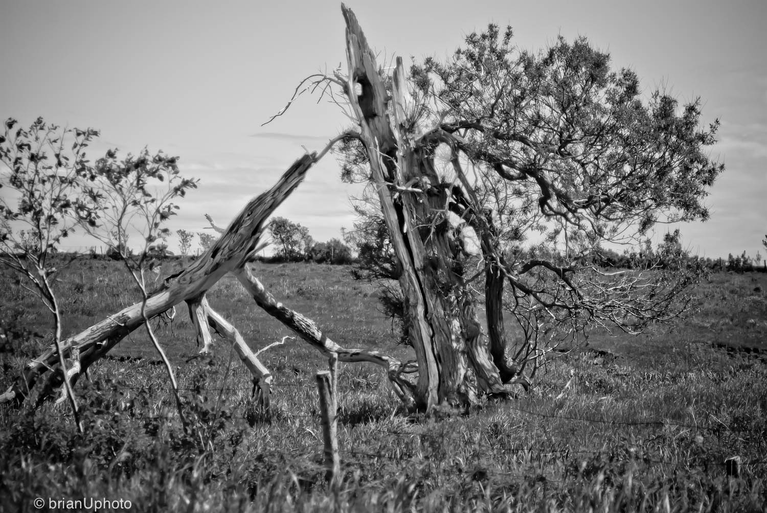 an old tree that is broken down in a field