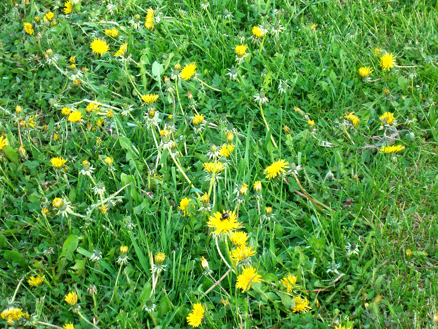 small yellow flowers in the green grass