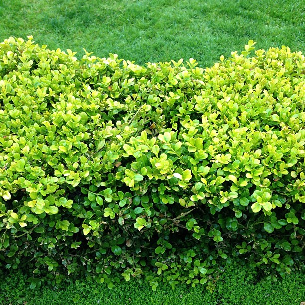an image of a bush top with little green leaves