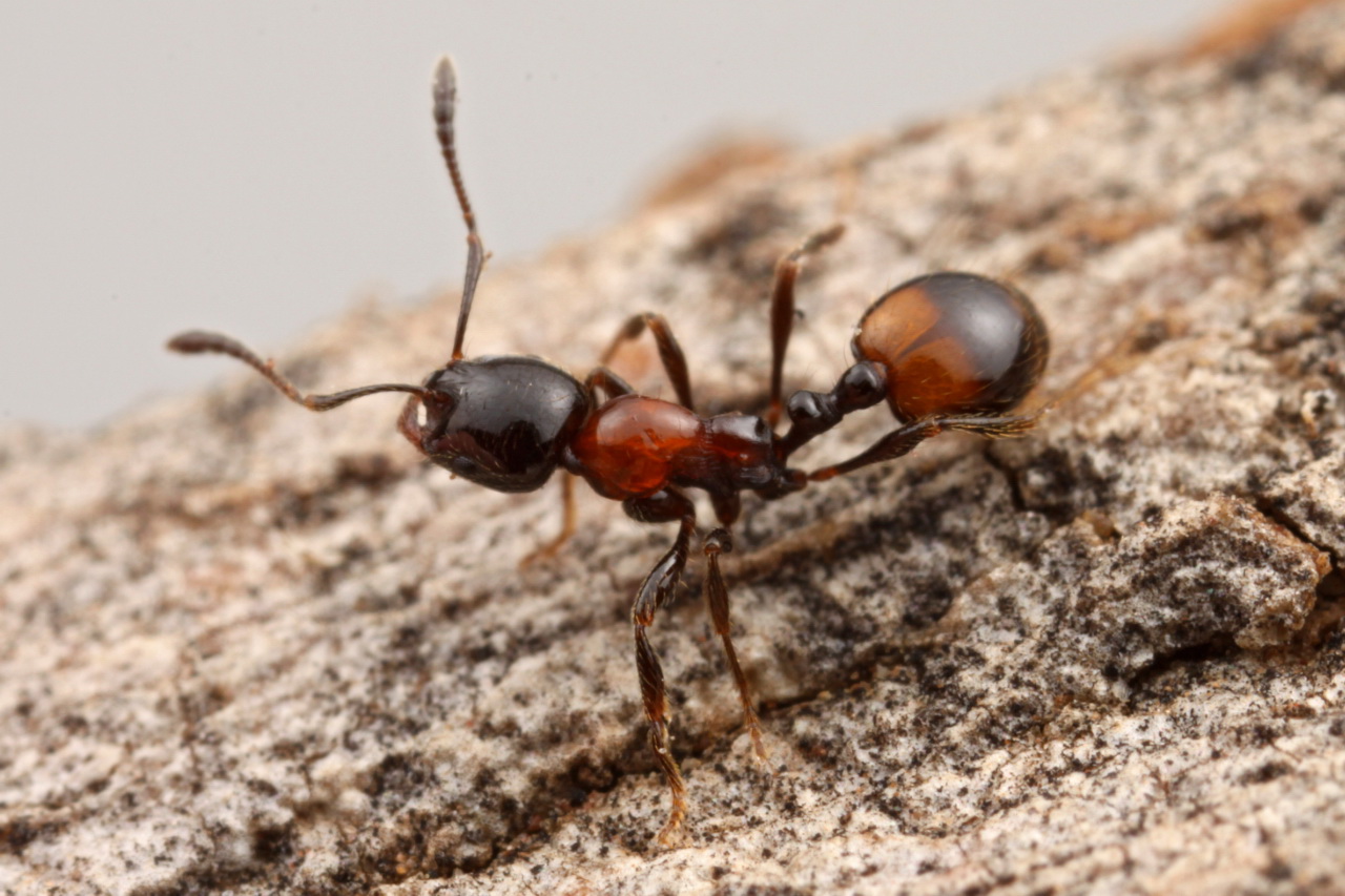 a group of ant antes crawling on the rocks