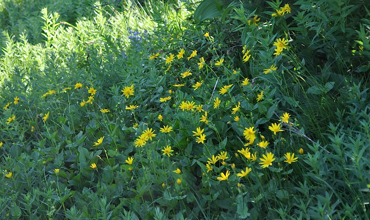 yellow and green vegetation with yellow flowers