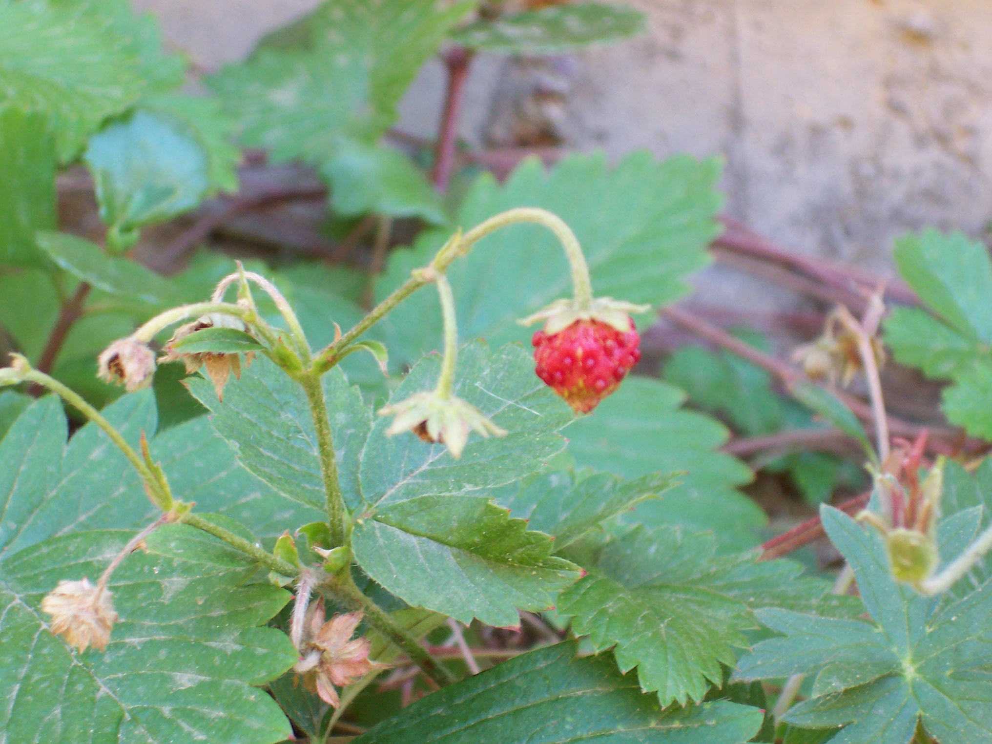 there is a strawberry plant that is growing