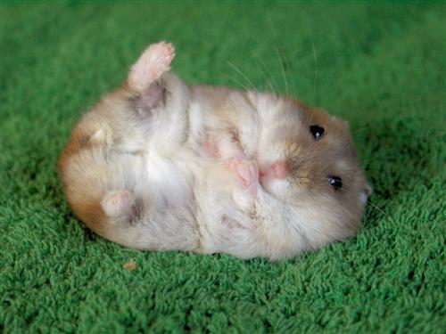there is a small hamster that is laying down