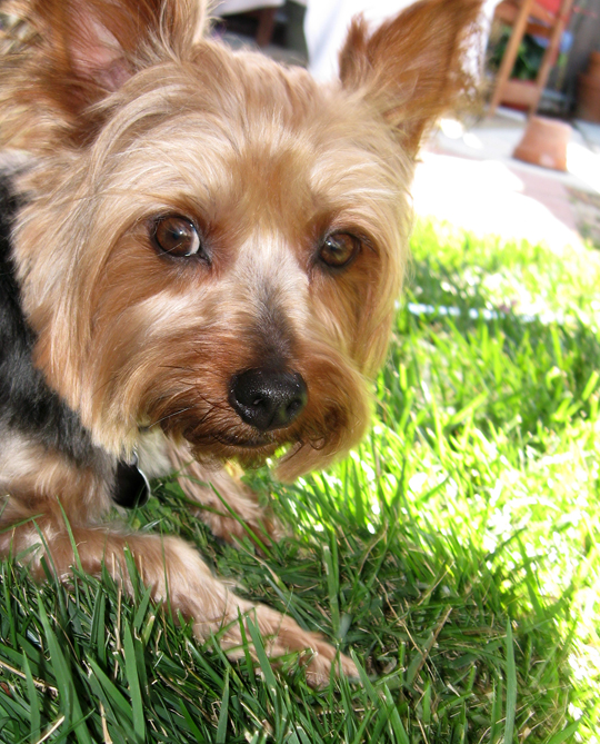small dog with black, tan and white fur standing on grass