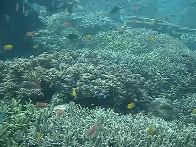several different kinds of corals and fish are shown here