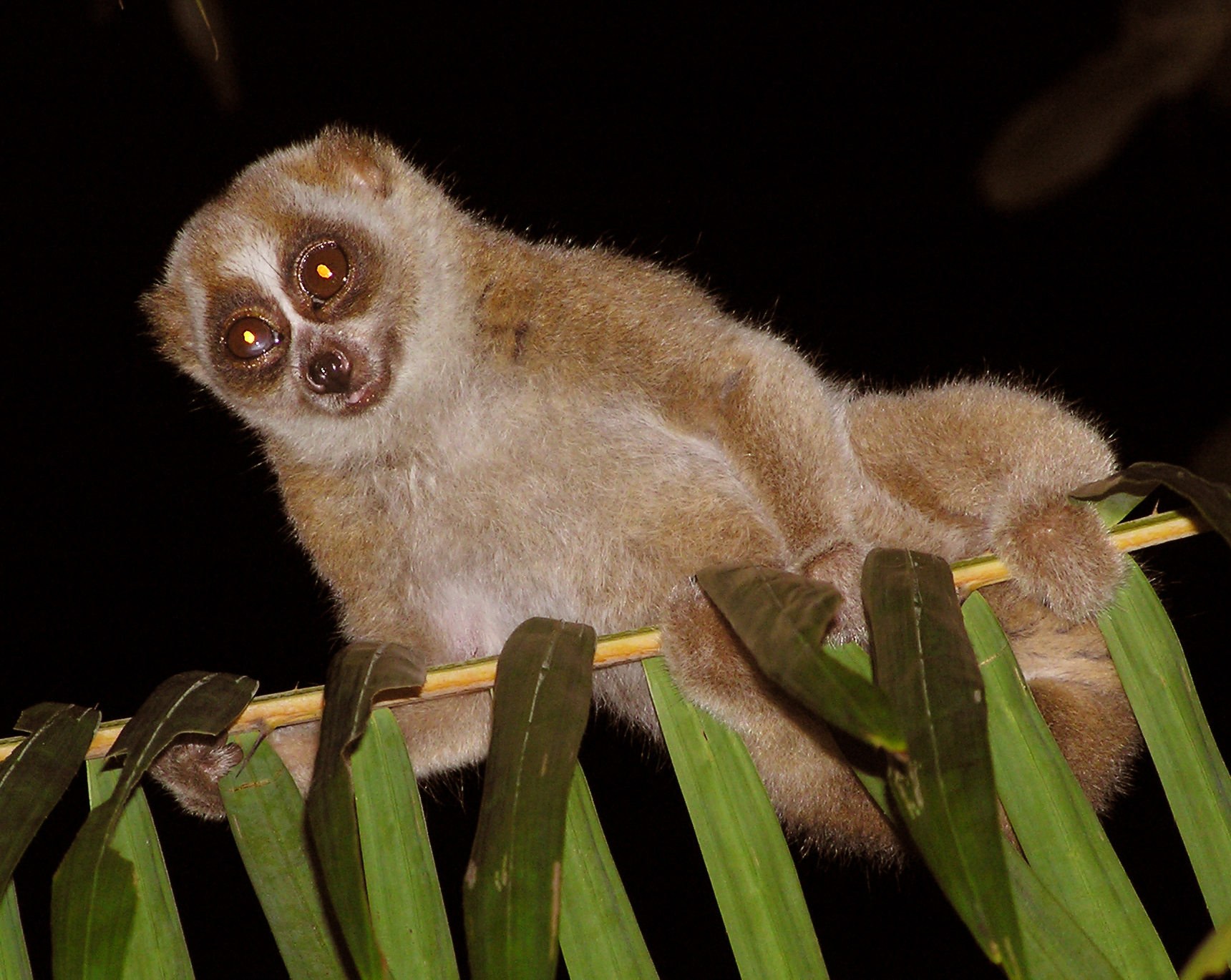 an animal with two large eyes sitting on top of leaf nches