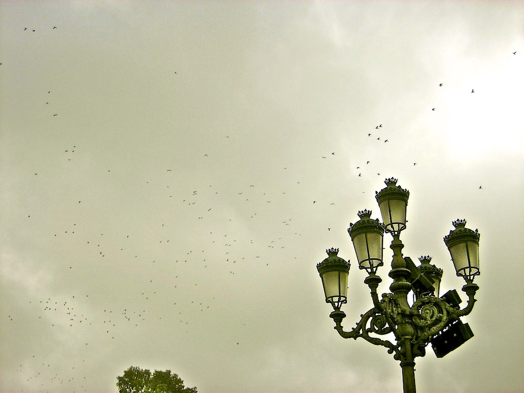 a street light in a park with some birds flying overhead