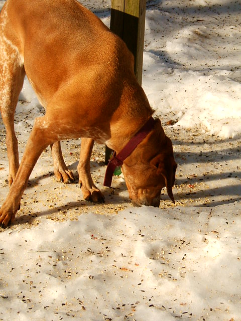 a brown dog with its mouth in the snow