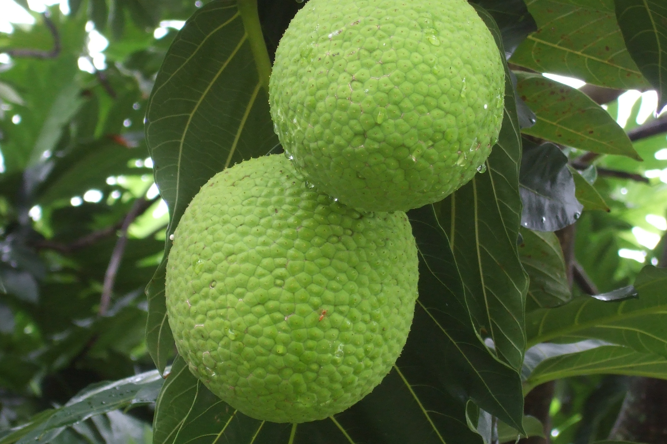 some green fruit on a tree with leaves