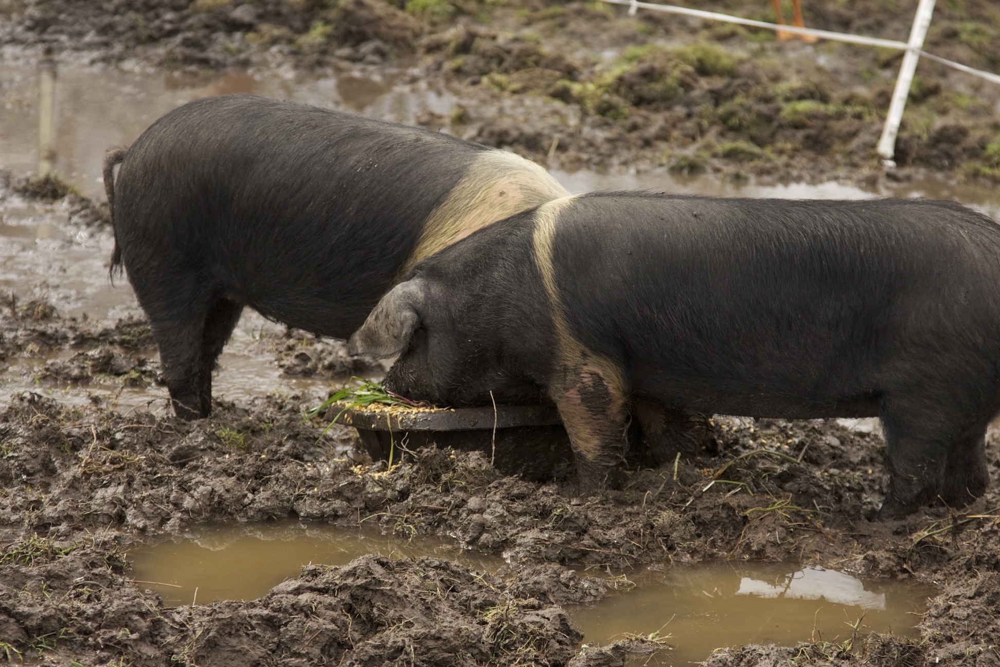 an adult and young boar are eating together in the mud