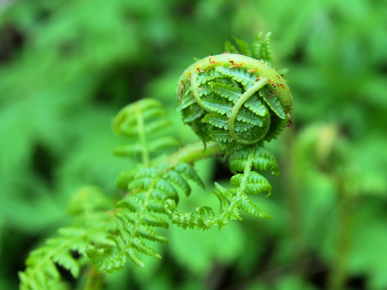 an unfurnished fern plant with some green stuff on it