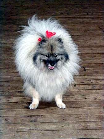 a dog with a red bow on it's head standing on a porch