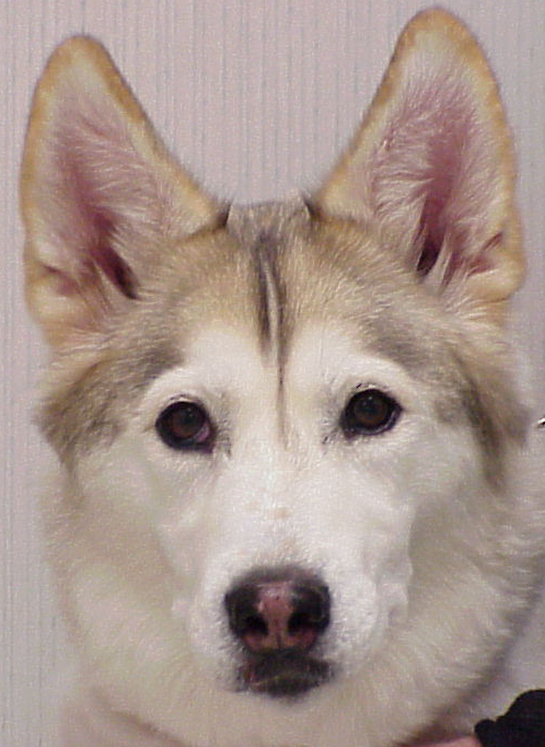 a husky dog sits in front of a wall