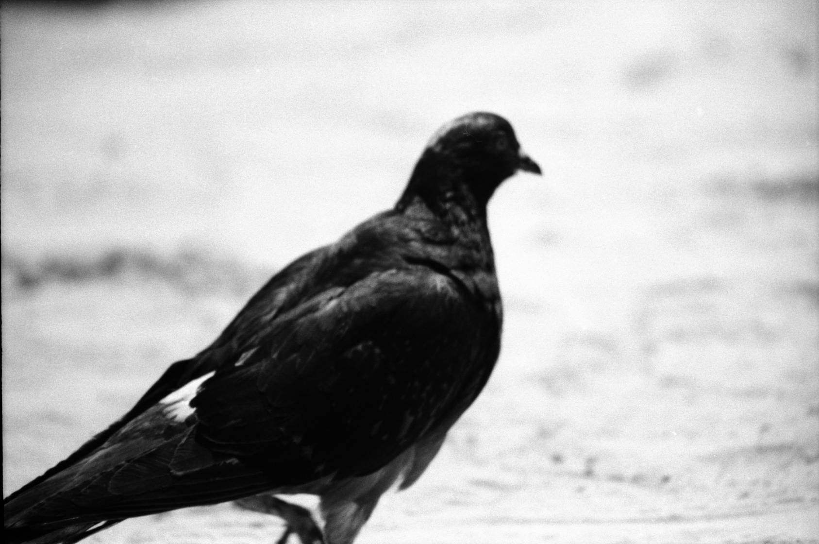 a pigeon walking along the ground near one another